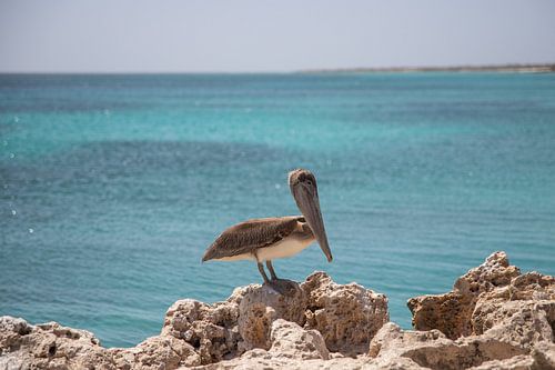 Aruba, pelican