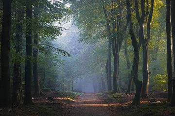 Forêt brumeuse d'automne sur Mireille Breen
