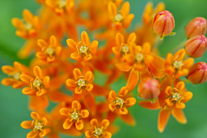 Orangefarbenes Milkweed mit Grün