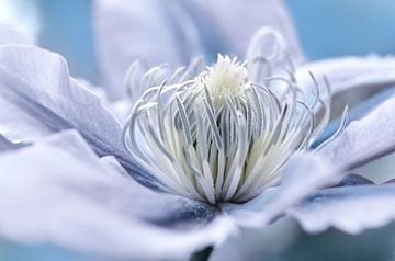 Clematis sur Violetta Honkisz