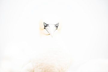 Portrait of a Gannet in highkey