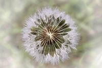 paardenbloem pluizen met dauw