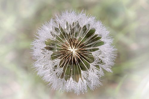 dandelion fluff with dew
