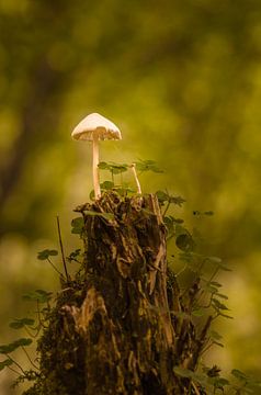 Pilz auf einem Baumstamm van Alena Holtz