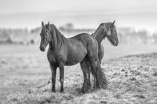 Twee paarden naast elkaar in het Friese landschap in zwart-wit