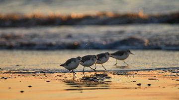 Four sanderlings by Marcel Versteeg