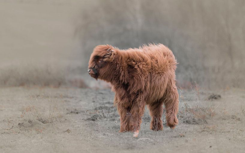 Calf in the wind by Ans Bastiaanssen