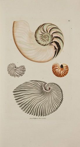 Deliciae Naturae selectae- G.W.Knorr, 1771 - Collection Teylers Museum