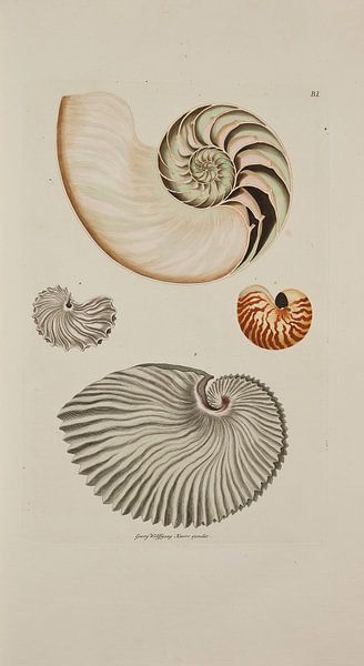 Deliciae Naturae selectae- G.W.Knorr, 1771 - Collection Teylers Museum par Teylers Museum