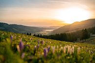 Sunrise at Hündle with crocuses overlooking Alpsee lake by Leo Schindzielorz thumbnail