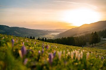 Sonnenaufgang am Hündle mit Krokussen mit Blick auf den Alpsee von Leo Schindzielorz
