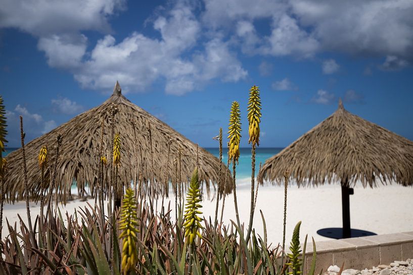 Aruba by Joyce Perez