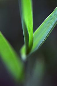 gras