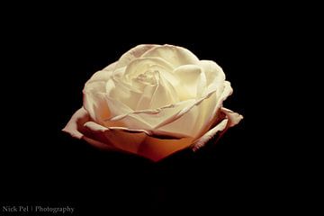 romantische roos van nick pel