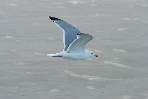 Mouette volante