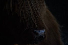 Scottish Highlander - Netherlands by Suzanne Fotografie