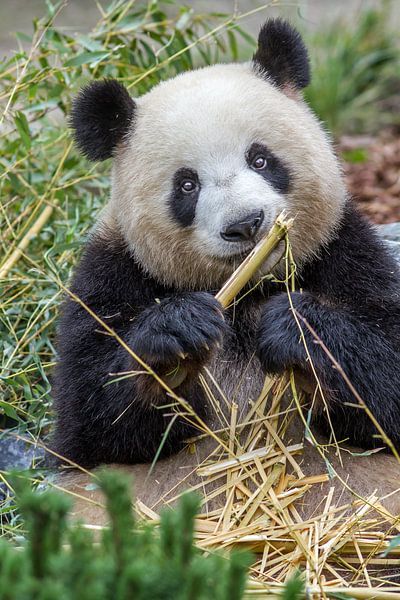 Panda von Heiko Lehmann