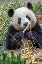 Panda von Heiko Lehmann Miniaturansicht