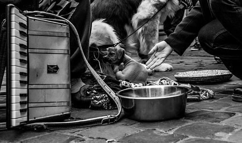 Élevage dans la pauvreté