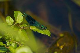 Demoiselle du ruisseau des prés sur Brian Morgan