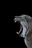 Yawning lynx on black background