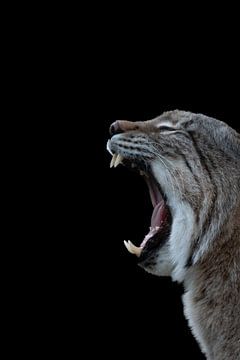 Yawning lynx on black background by SonjaFoersterPhotography