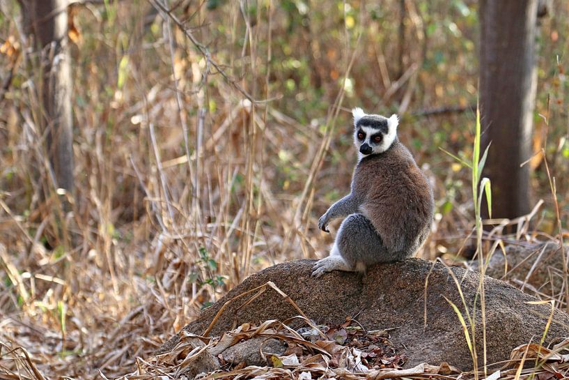 Lémurien à queue en anneau dans la forêt par Antwan Janssen