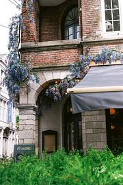 Wisteria, inside Tag Ghent by Alma Kollewijn