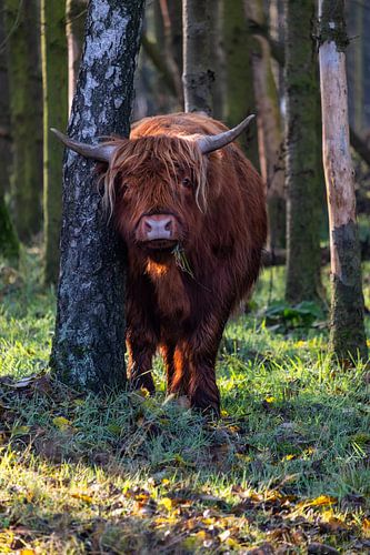 Highlander écossais