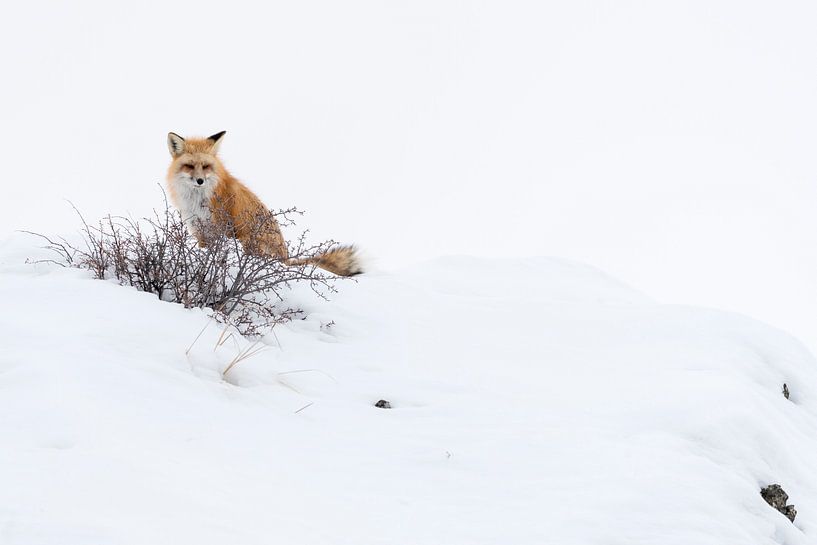 Rotfuchs ( Vulpes vulpes ) auf einem Hügel im Schnee van wunderbare Erde