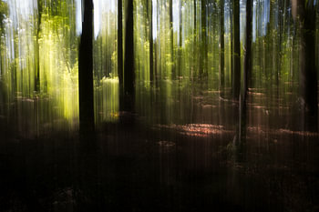 Der verwunschene Wald