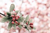 Branch with white, red and pink blossom