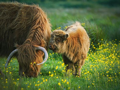 Young Scottish Highlander with mother by Dirk van Egmond