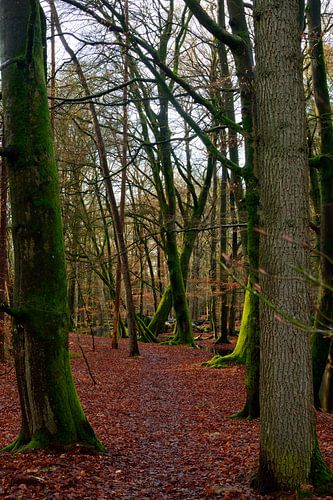 A travers une forêt de hêtres juste après l'automne