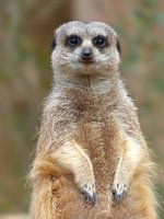 Erdmännchen