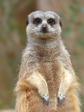 Meerkat by Photo Art SD