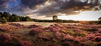 Heather in bloom - Drouwenerzand