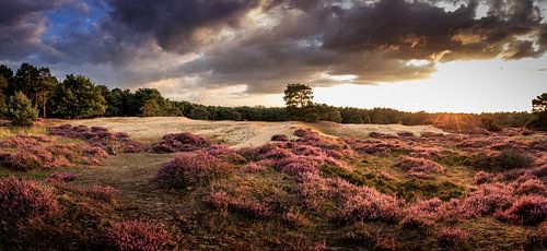 Blühendes Heidekraut - Drouwenerzand