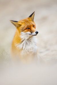 fox sur Pim Leijen