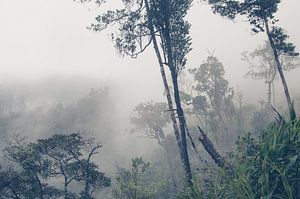 Regenwald in Vietnam