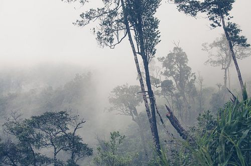Regenwoud bos in Vietnam