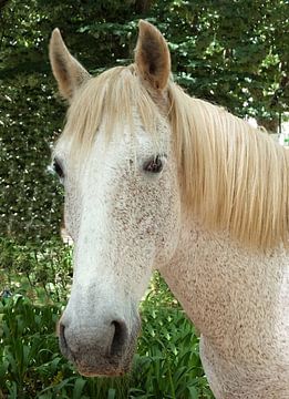 Portrait Lusitano - Breed horse by insideportugal
