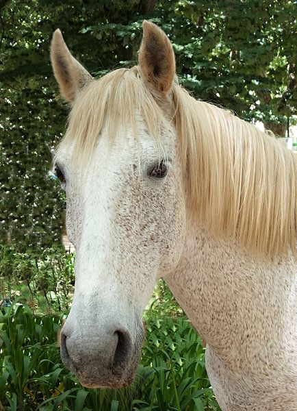 Portret Lusitano - Raspaard van insideportugal