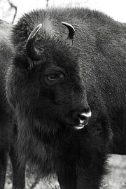 Wisents in Dünen auf der Kraansvlak von Süd-Kennemerland von Jeroen Stel