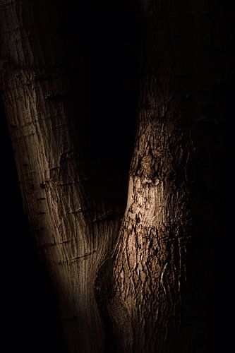 Robuuste boomstammen