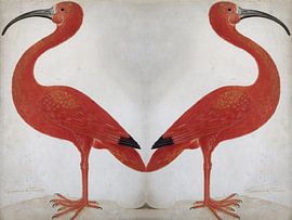 Gespiegelde Flamingo's met ei. van StudioMaria.nl