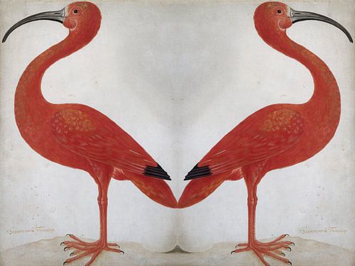 Gespiegelde Flamingo's met ei.