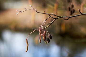 Branch of an alder in the morning light by Stefanie Orlati