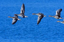 Grey Geese by Karin Jähne