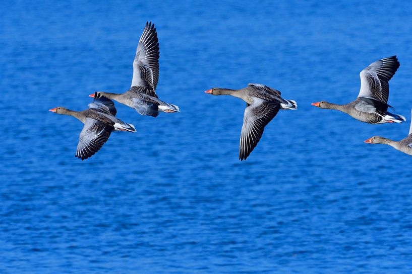 Grey Geese by Karin Jähne